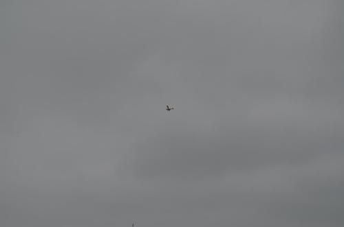 DSC 0909