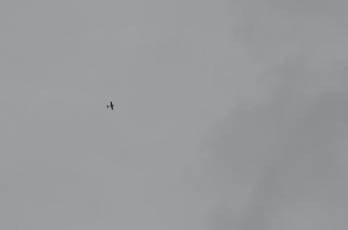 DSC 0995